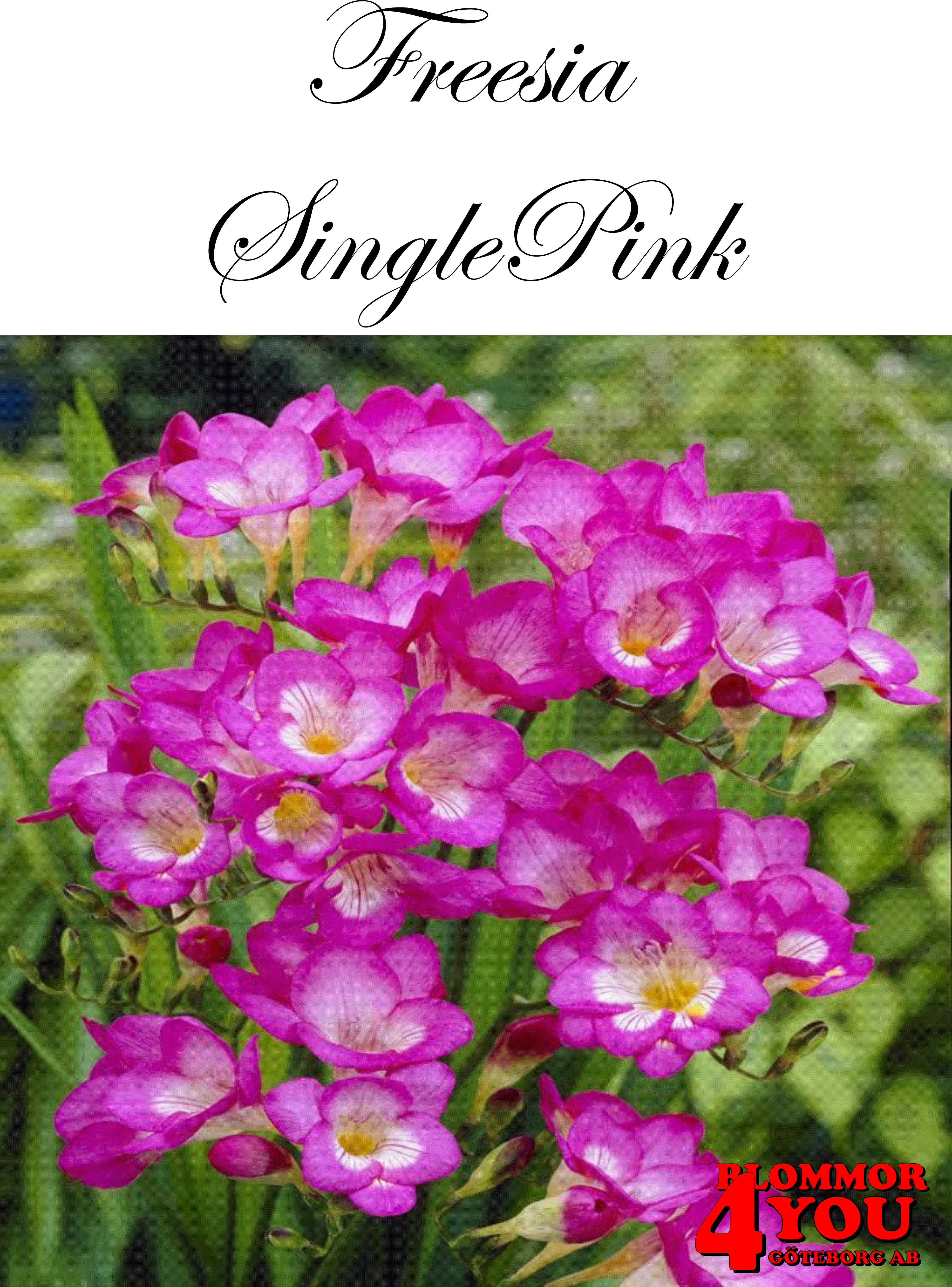 FreesiaSinglePink