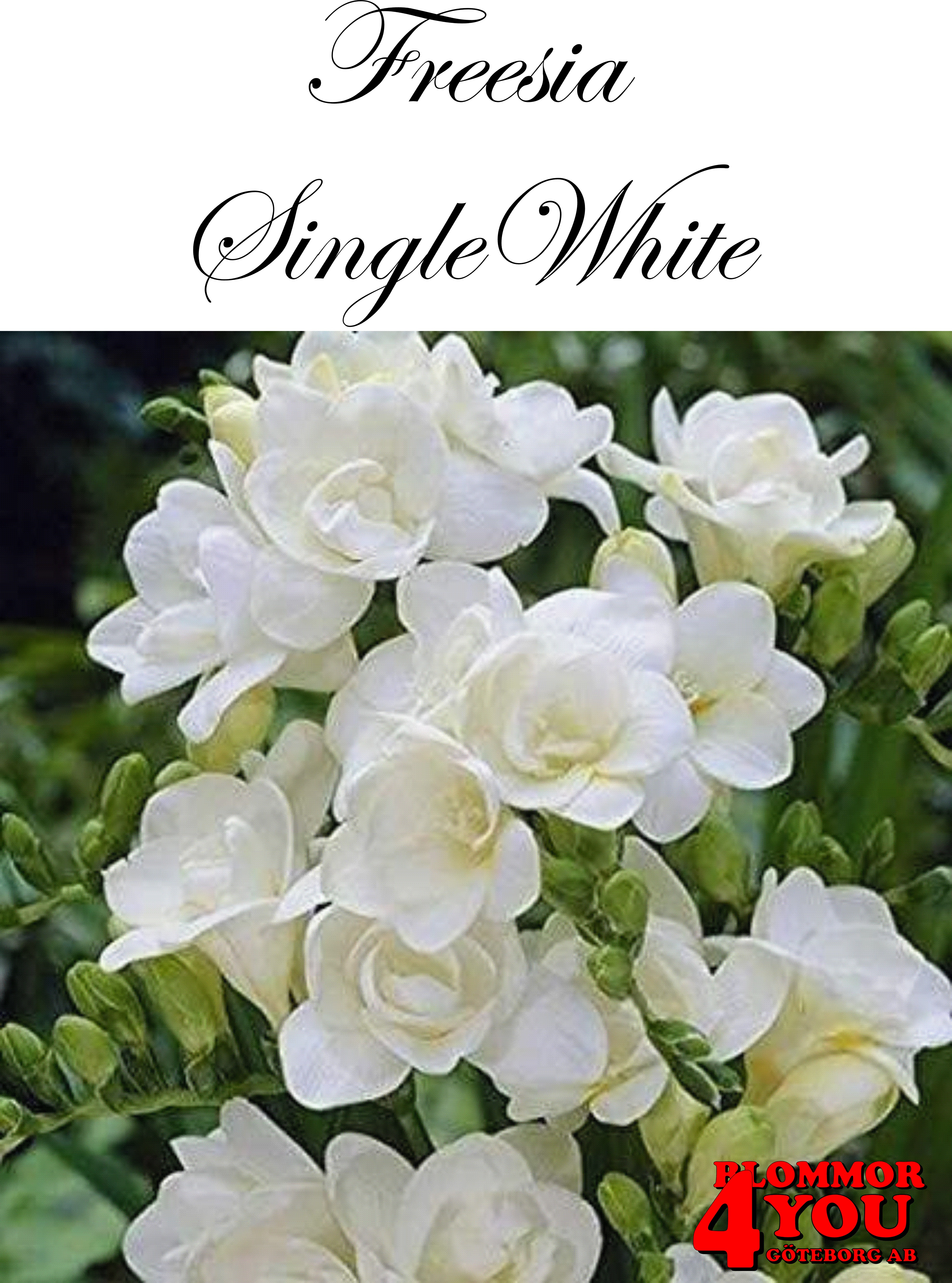 FreesiaSingleWhite
