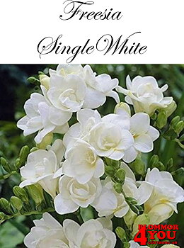 FreesiaSingleWhite