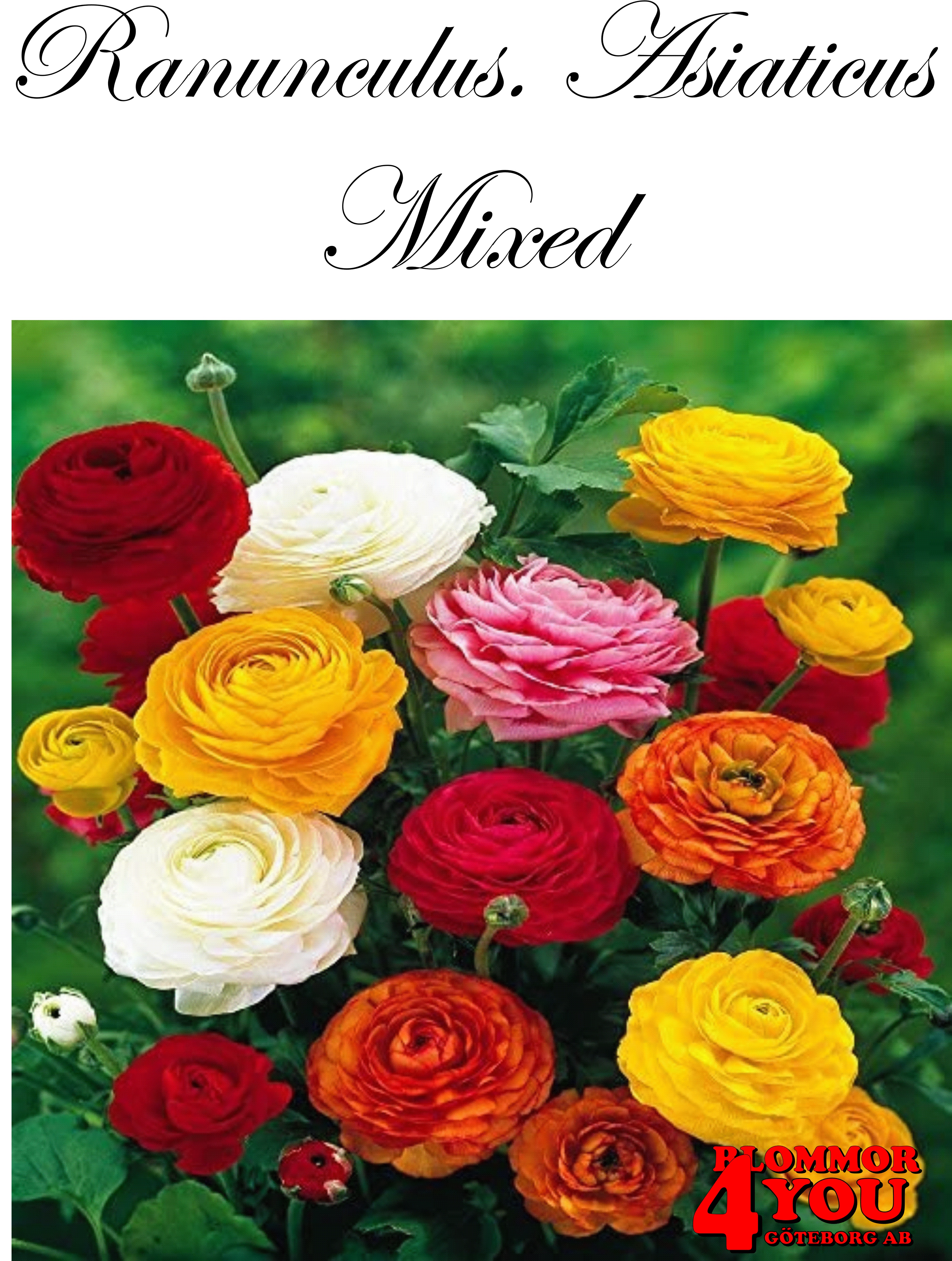 Ranunculus. Asiaticus  Asiaticus Mixed  10-pack