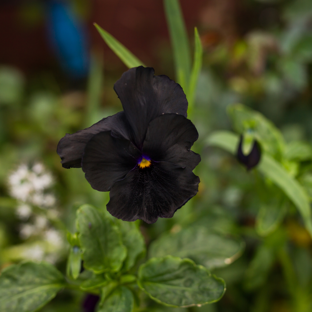 Pensé - Black Panther