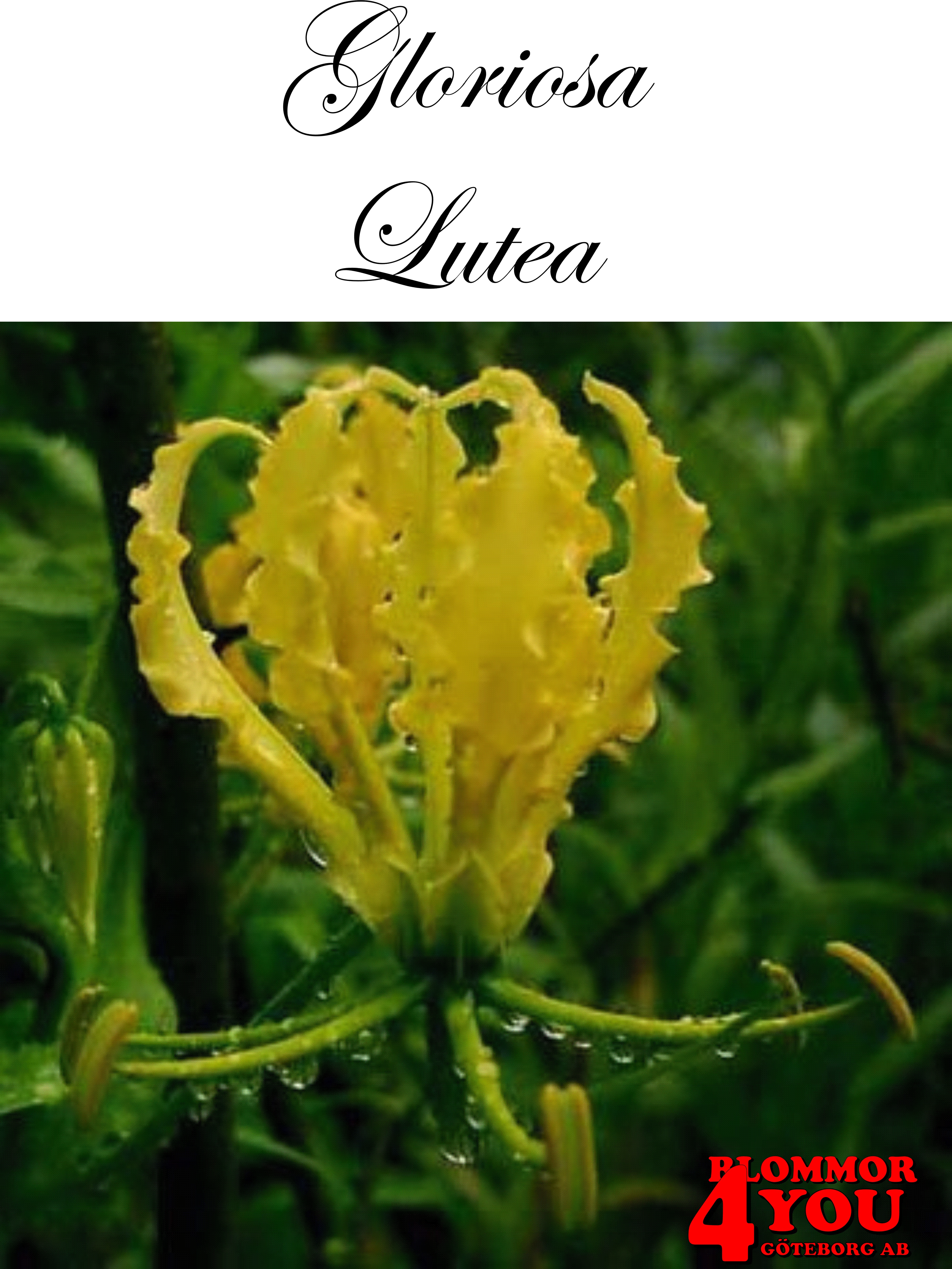 Gloriosa Lutea