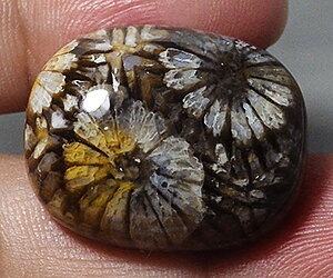 Piedra preciosa de coral natural grande completamente única de 35,34 ct