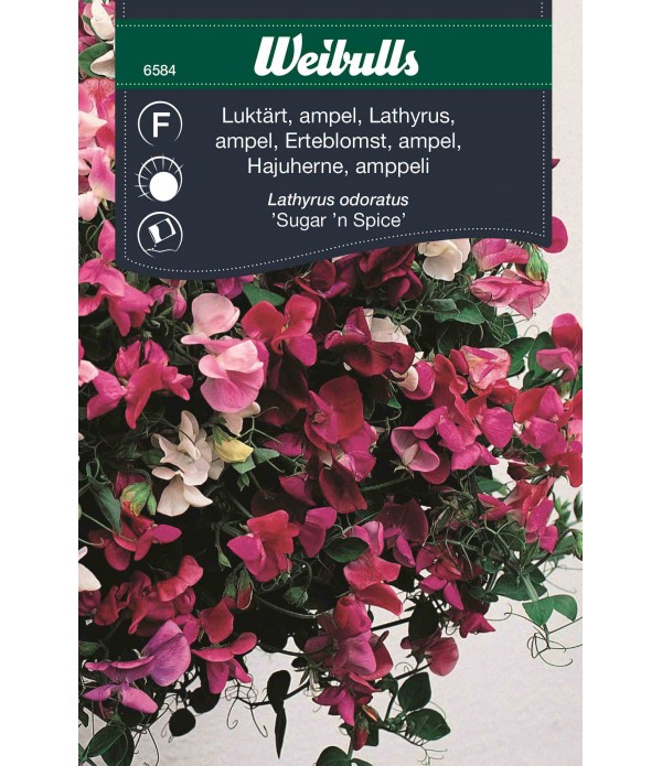 6584 Luktärt, ampel   "Lathyrus odoratus"