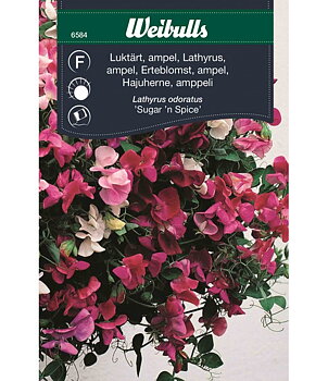6584 Luktärt, ampel   "Lathyrus odoratus"