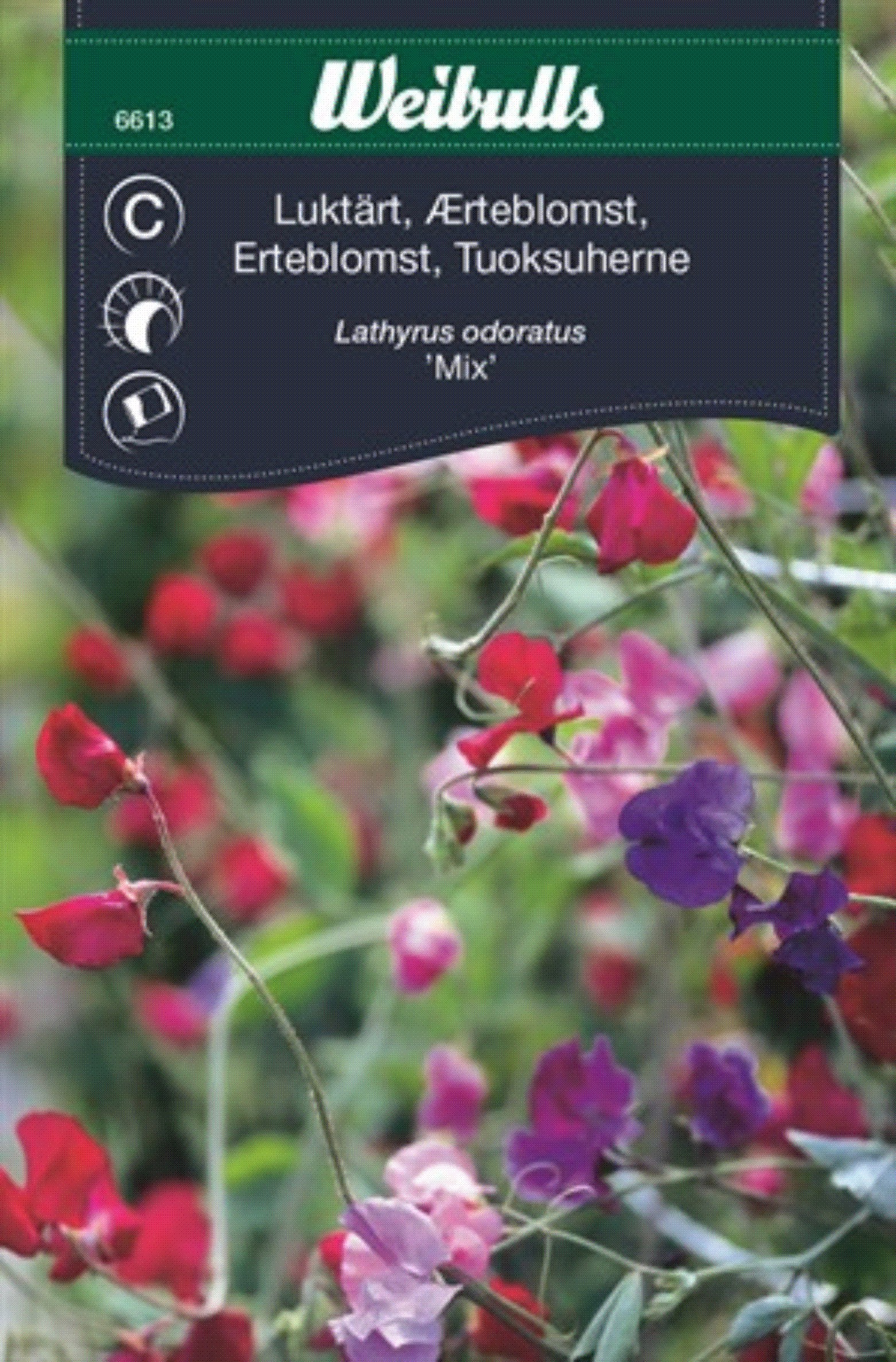 6613, Luktärt blandad  Lathyrus odoratus