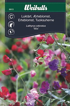 6613, Luktärt blandad  Lathyrus odoratus