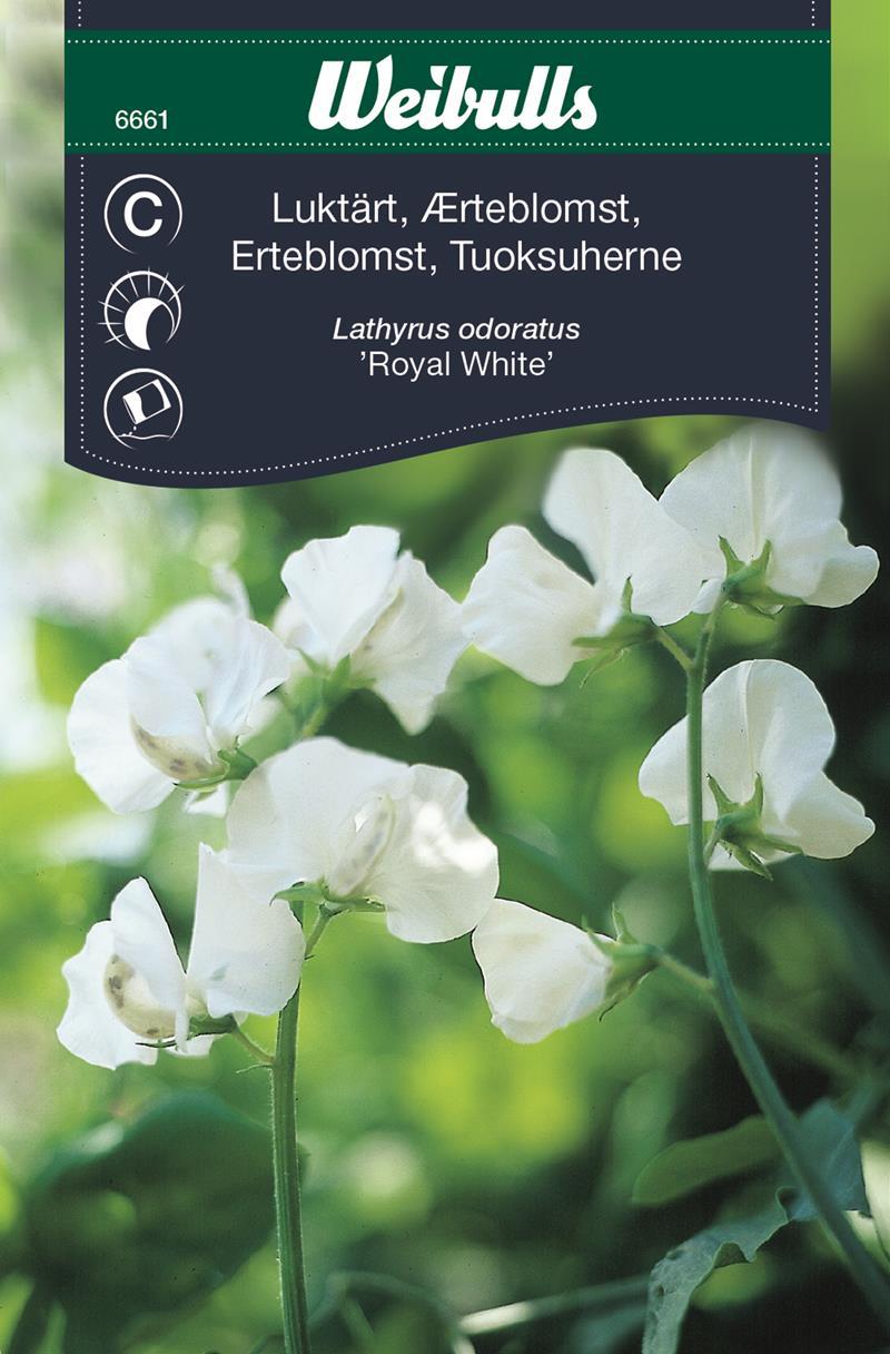 6661, Luktärt vit   Lathyrus odoratus