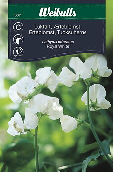 6661, Luktärt vit   Lathyrus odoratus