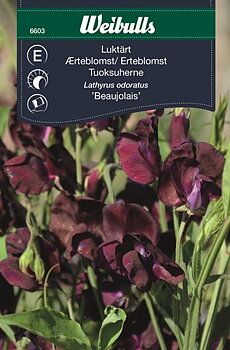 6603 Luktärt Vinröd   Lathyrus odoratus