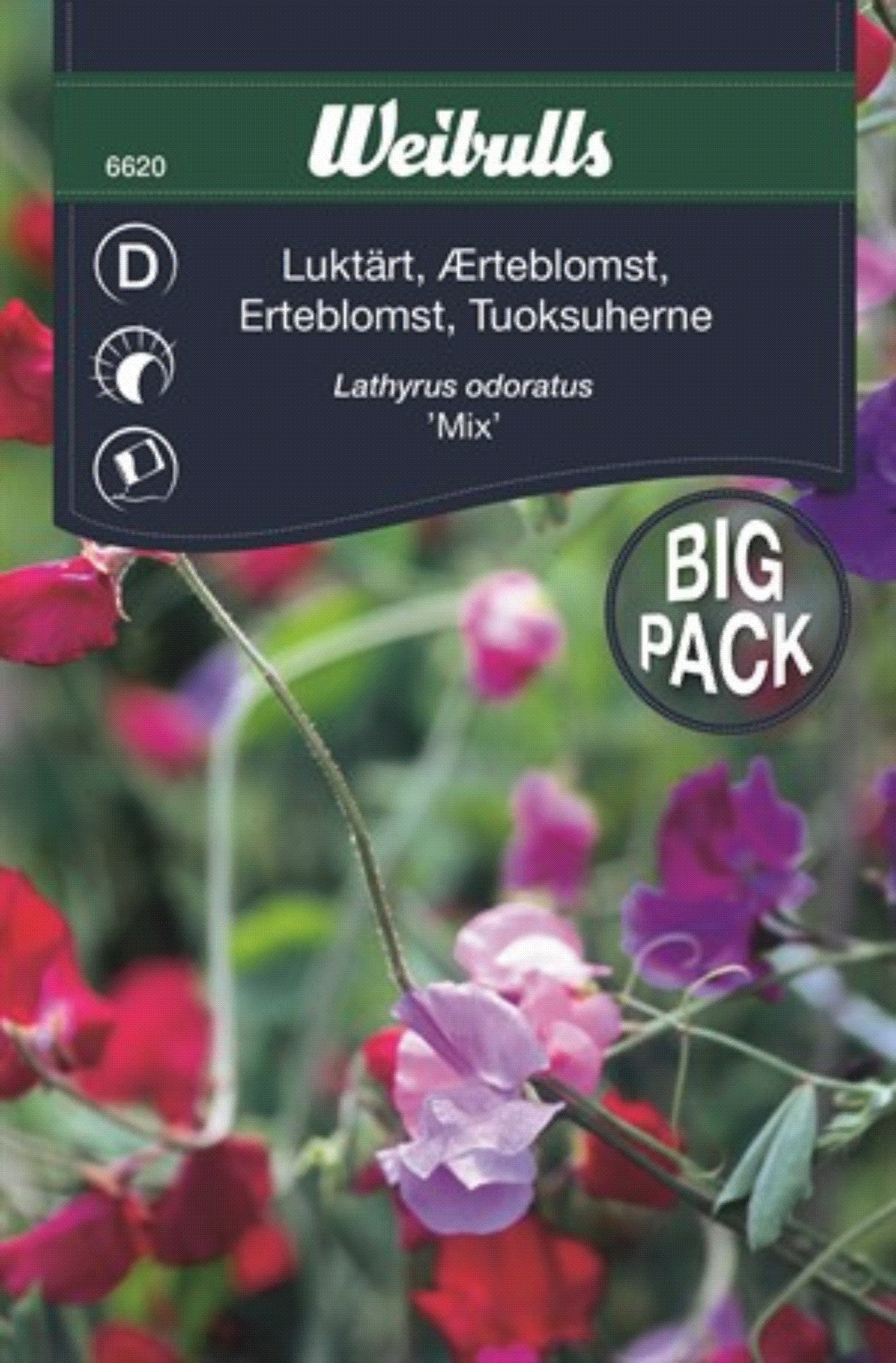 6620, Luktärt bland storport   Lathyrus odoratus