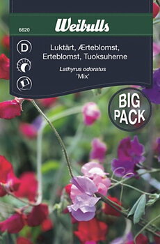 6620, Luktärt bland storport   Lathyrus odoratus