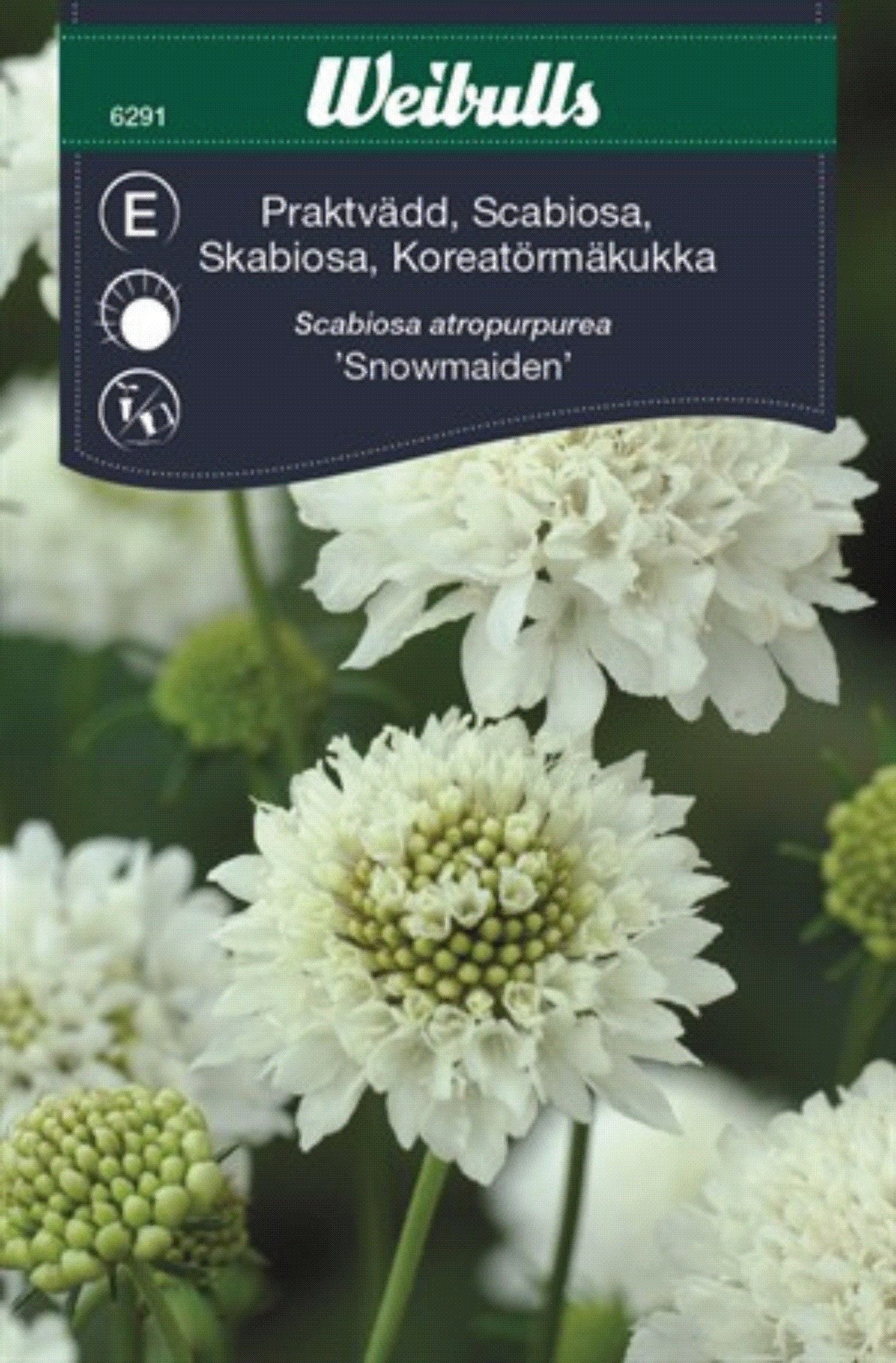 6291, Vädd, prakt- Snowmaiden   Scabiosa atropurpurea