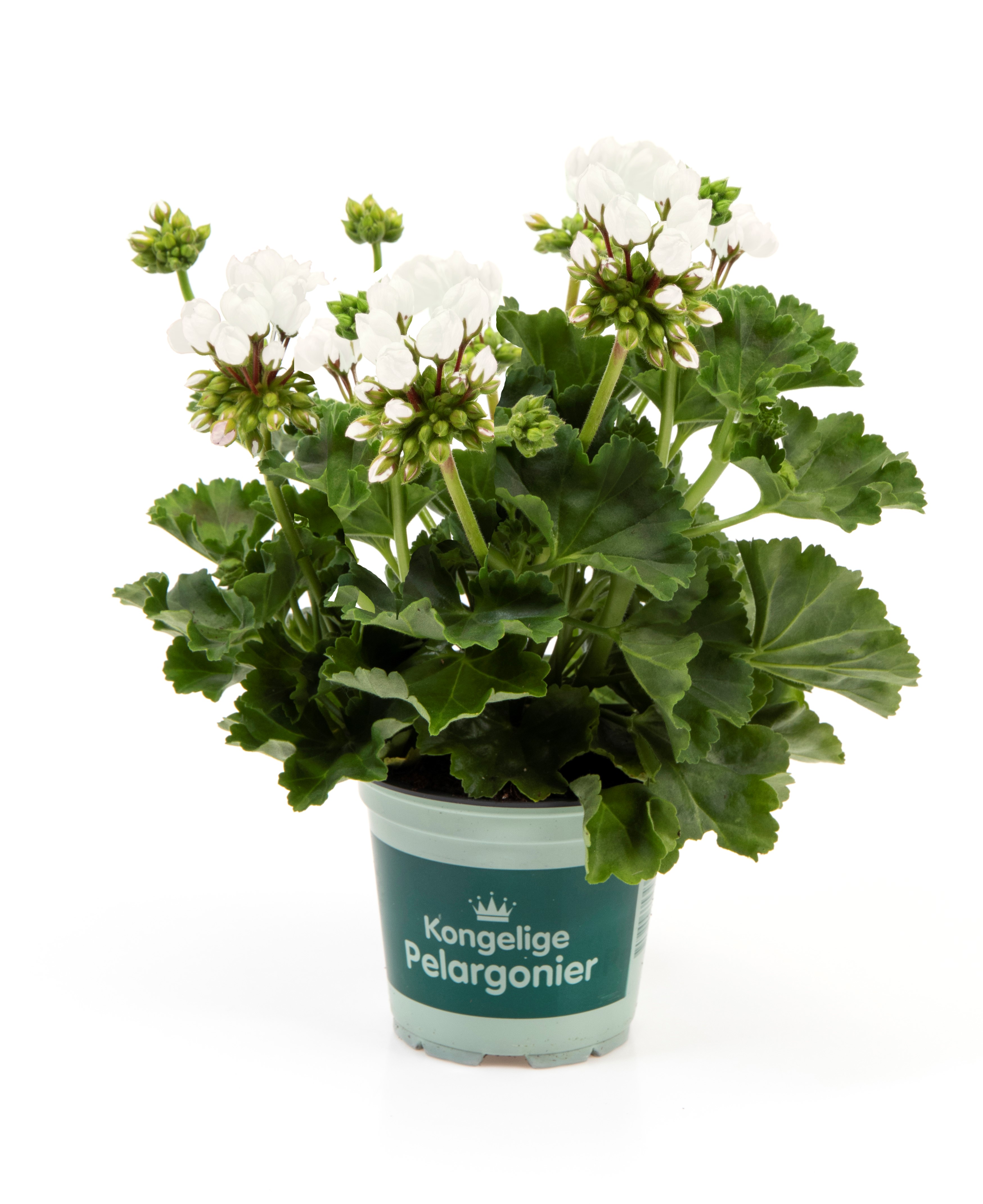 Pelargon White Pandora -Tulpanpelargoner
