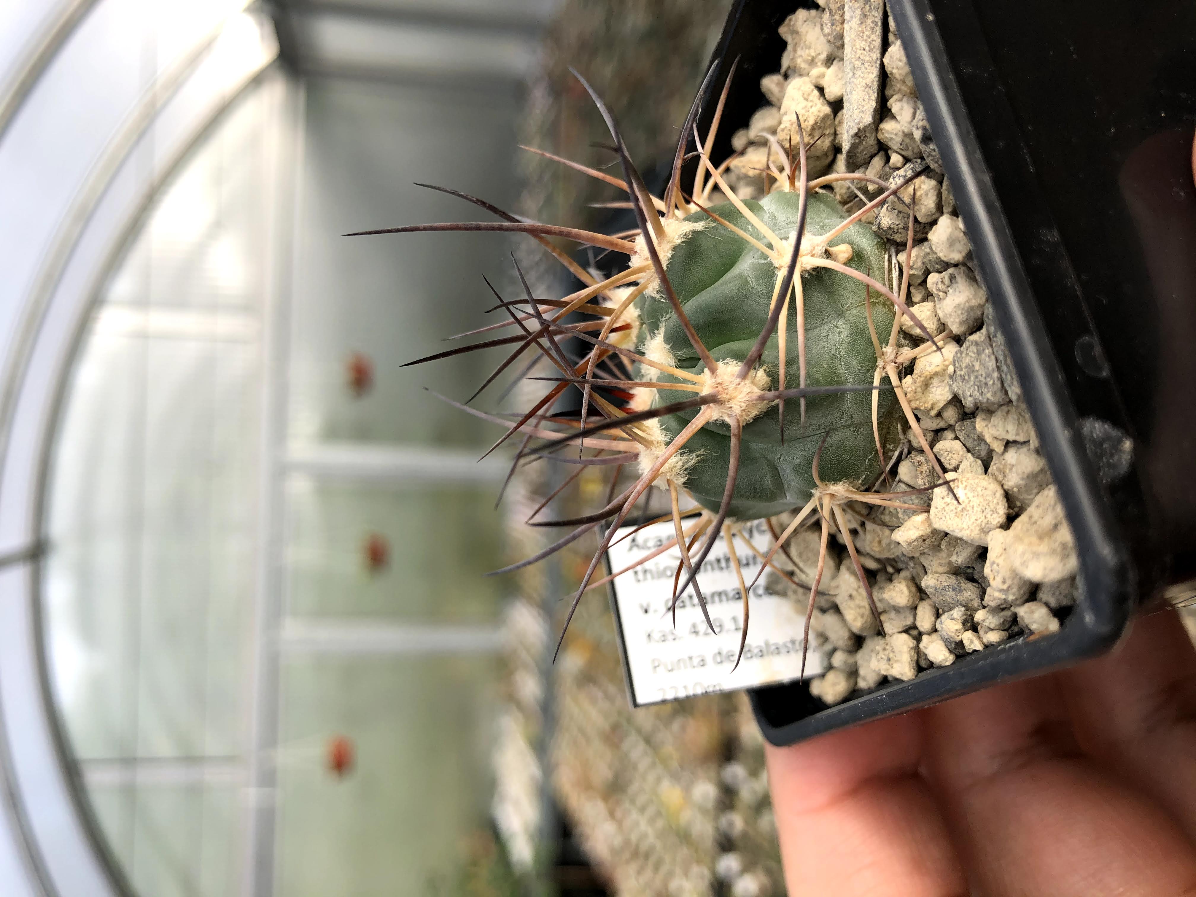Acanthocalycium thionanthum v. griseum KAS 429.1