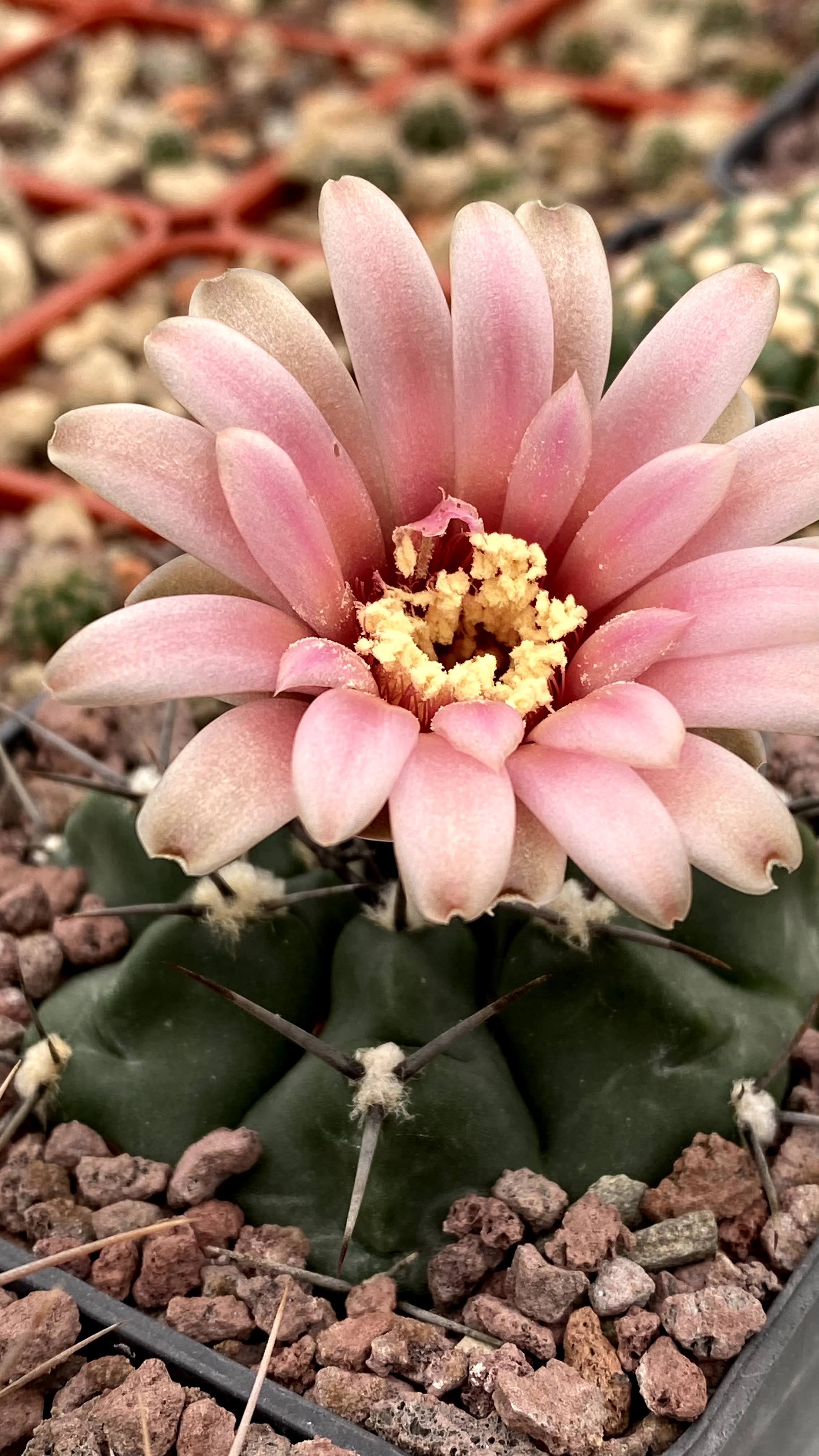 SuccSeed - Gymnocalycium fischeri KAS 553.2