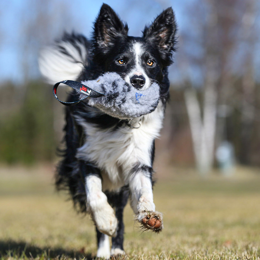 Dutt med pip 