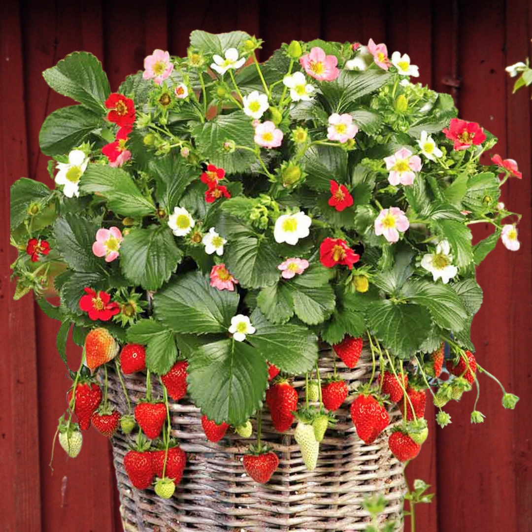 Jordgubbe - Rainbow Treasure F1