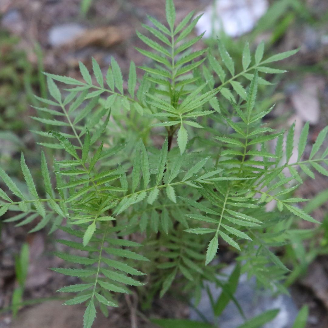 Mexikansk Tagetes - Stinktagetes
