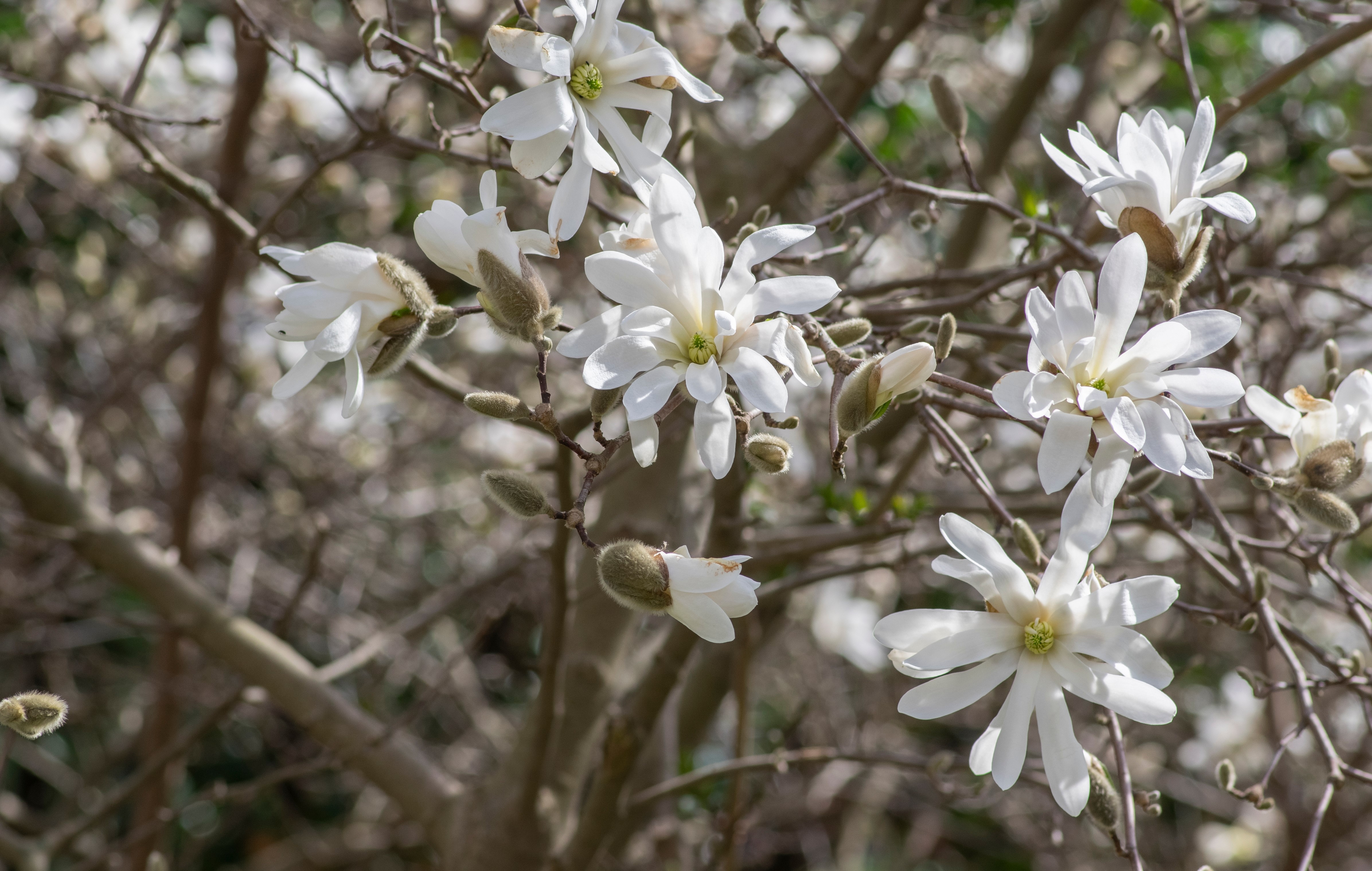 Stjärnmagnolia "stellata" 80-100 cm  - 3
