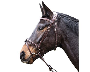 Träns Equiline BJ300 häst