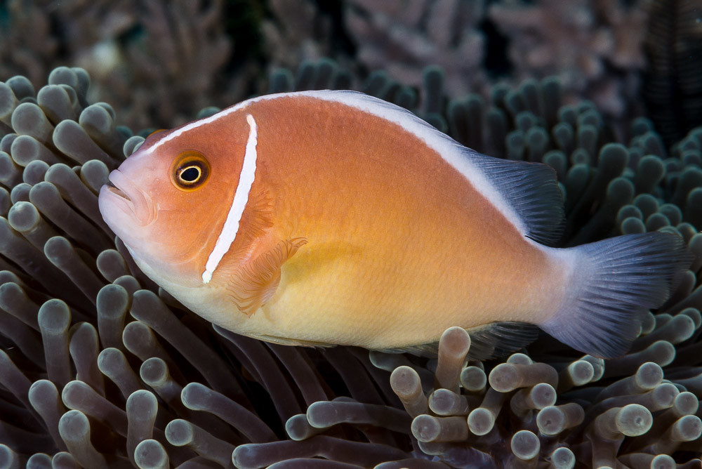 Amphiprion Perideraion (reef safe)