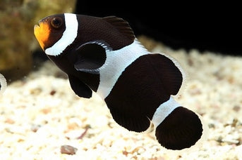 Amphirion ocellaris black & white (reef safe)