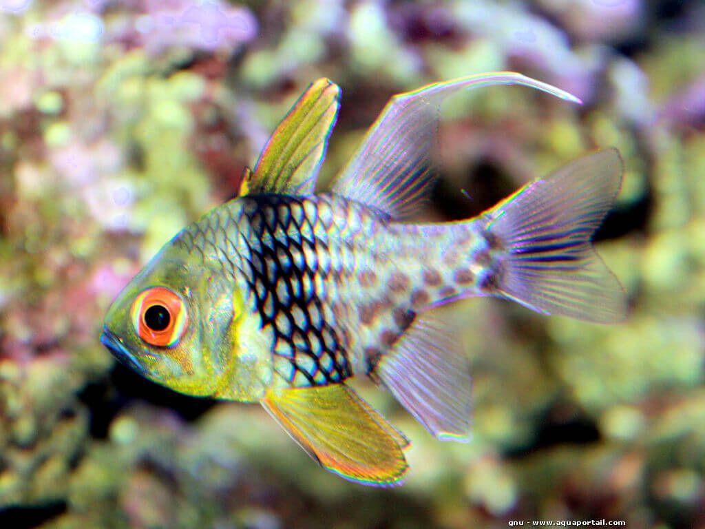 Sphaeramia Nematopetra (reef safe)
