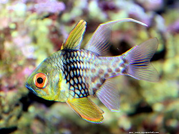 Sphaeramia Nematopetra (reef safe)