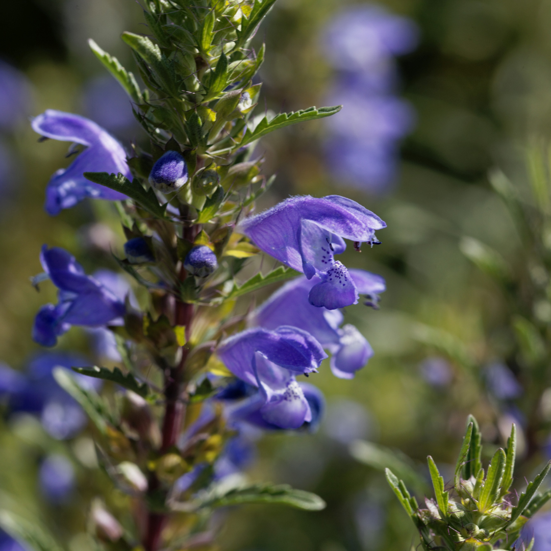Turkisk Drakblomma - Dragonhead