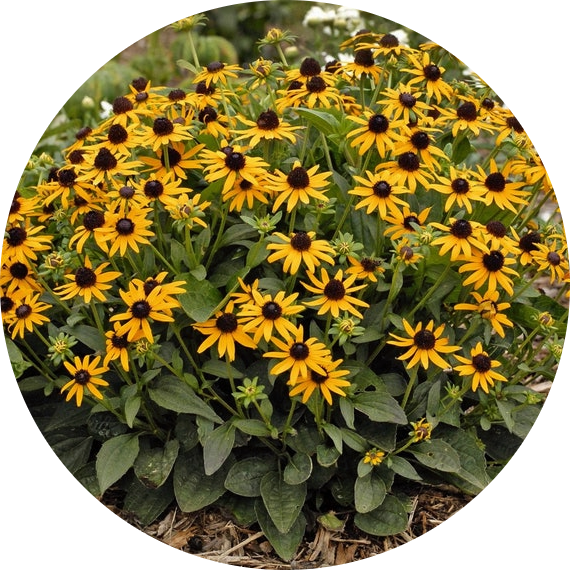 Rudbeckia Marmalade Fröbanken