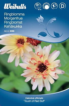 6066, Ringblomma Touch of red  buff Calendula officinalis