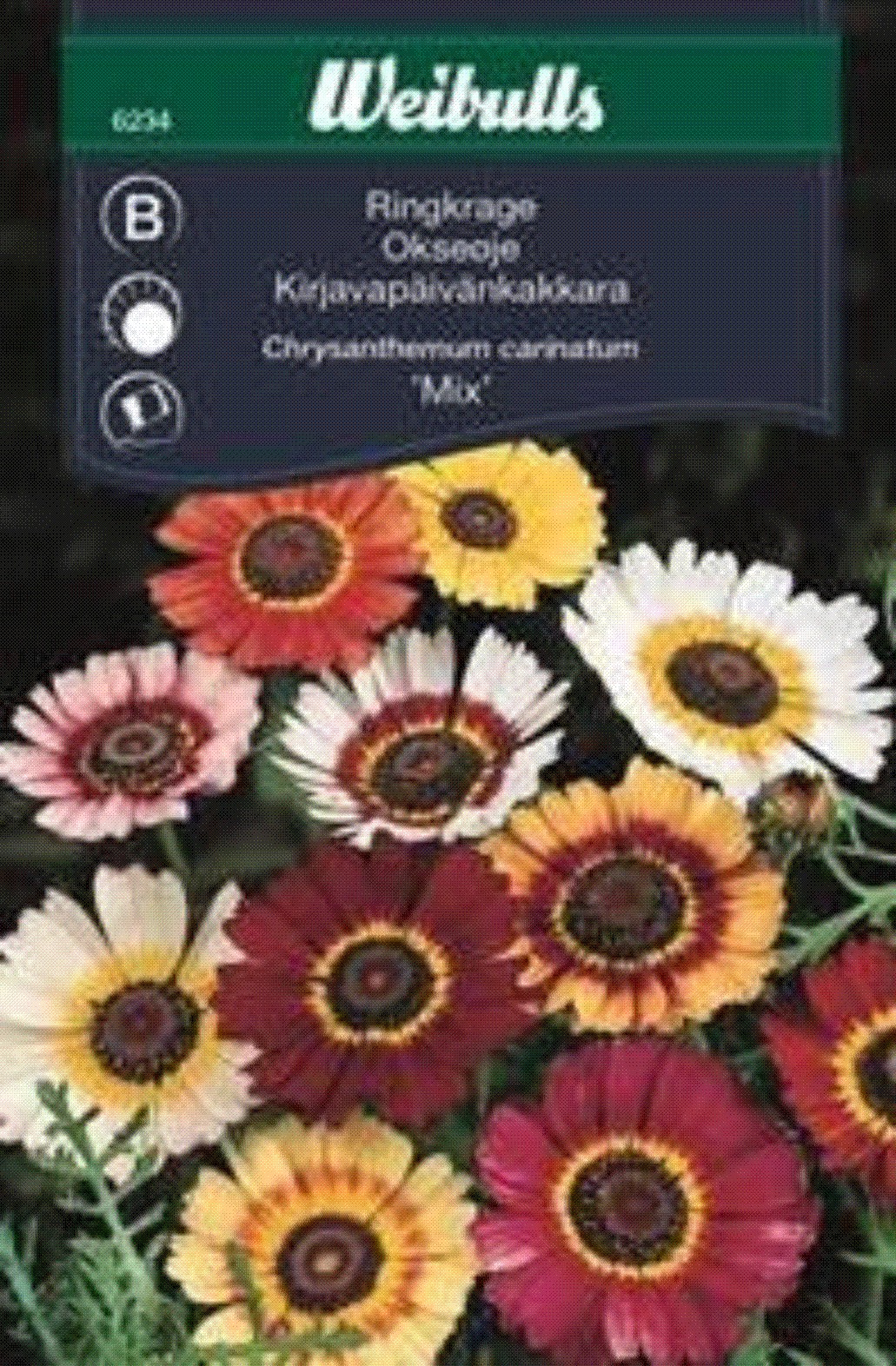 6234, Ringkrage mix   Chrysanthemum carinatum