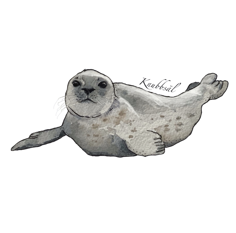 Säldreglis - 2