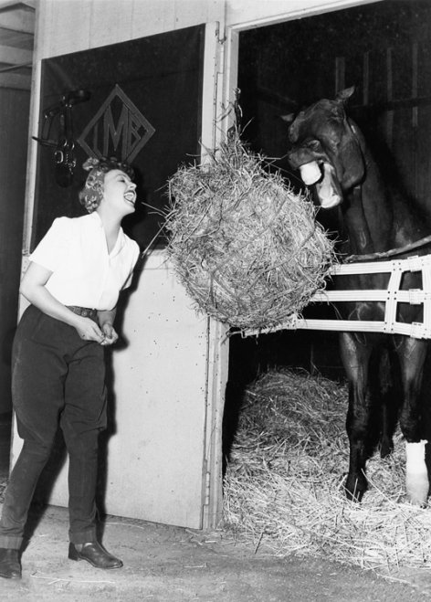 Sharing a bale of hay, Greeting Card