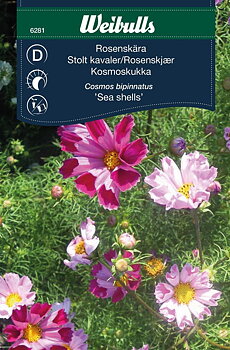 6281, Rosenskära Sea Shells   Cosmos bipinnatus