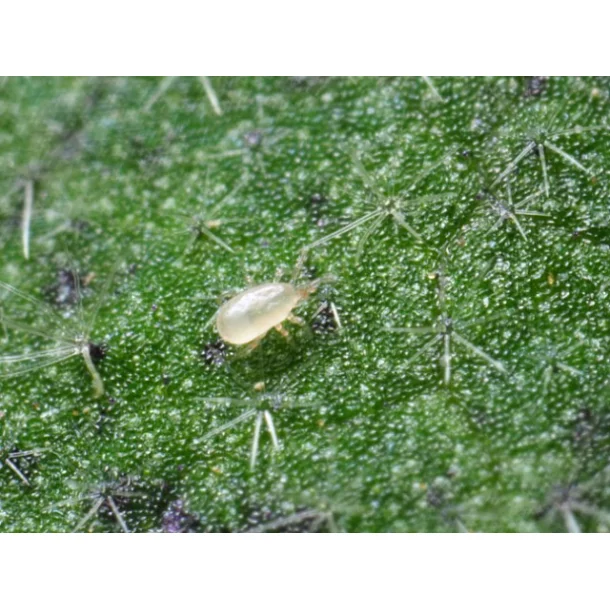 Californicus-rovkvalster mot fruktträdsspinn - 4