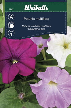 7707  Petunia    Petunia x hybrida multiflora
