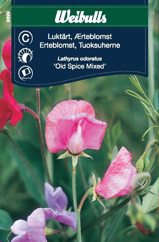 6596, Luktärt Old spice mix   Lathyrus odoratus