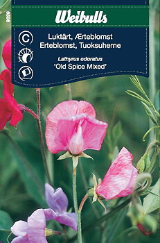 6596, Luktärt Old spice mix   Lathyrus odoratus