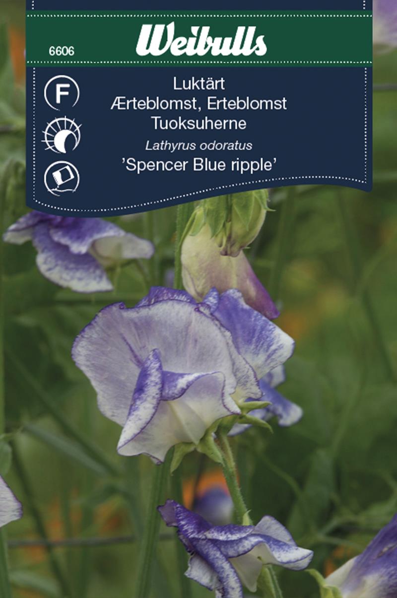 6606, Luktärt Blue ripple Lathyrus odoratus - Blommor 4 You Gbg AB