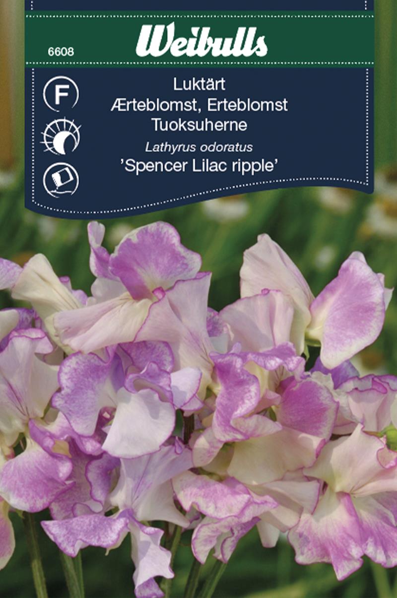 6608, Luktärt Lilac ripple   Lathyrus odoratus