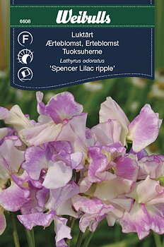 6608, Luktärt Lilac ripple   Lathyrus odoratus