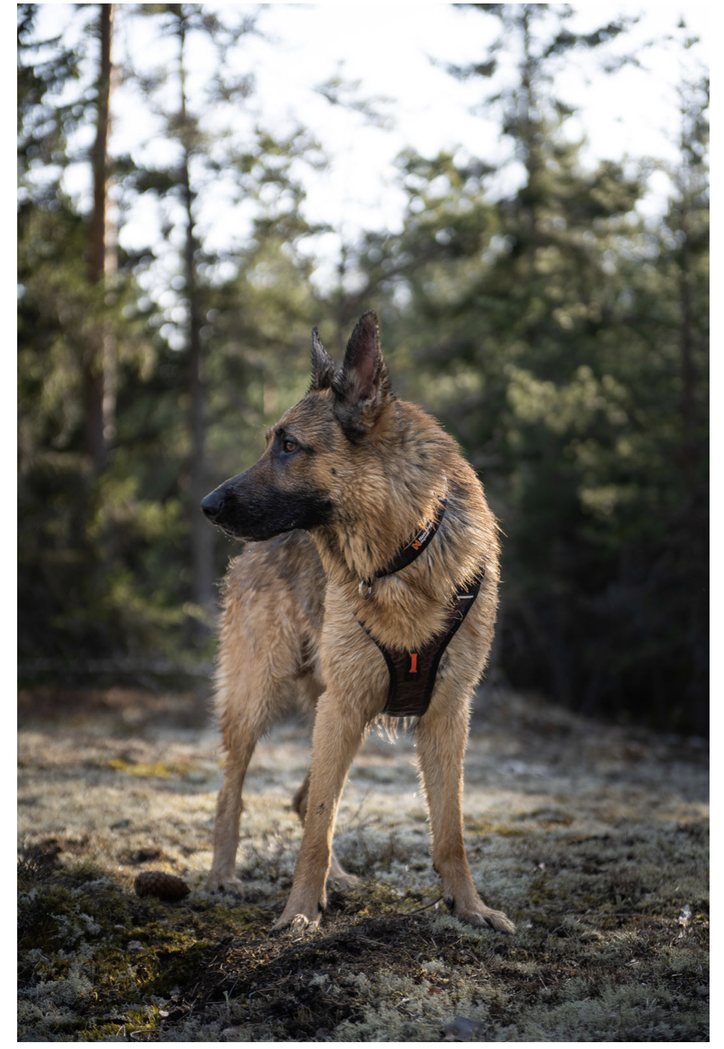 Rock harness - 3