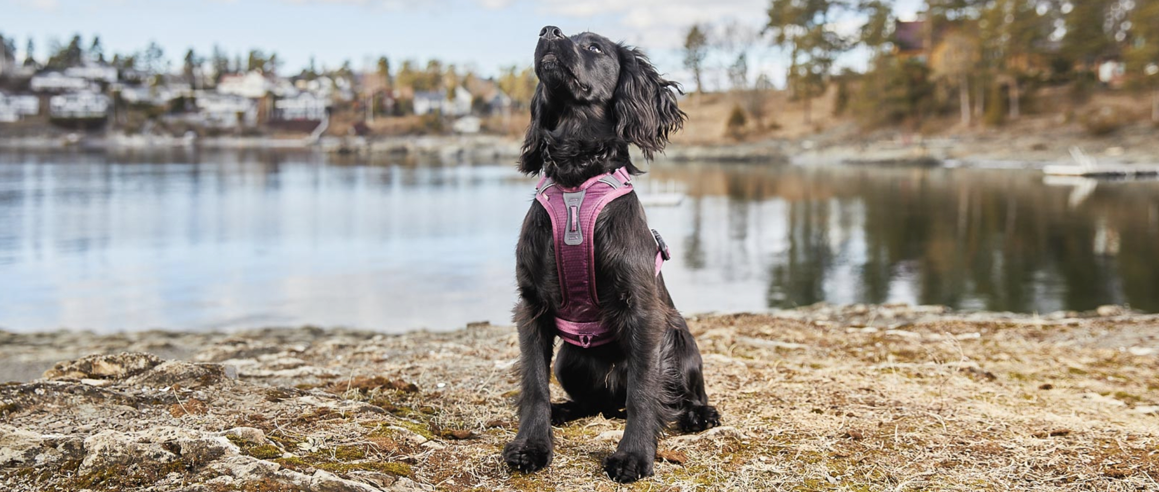 Ramble harness - 9