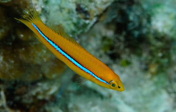 Halichoeres garnoti
