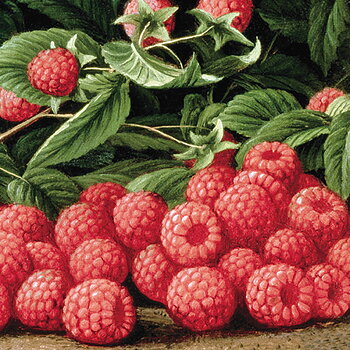 Raspberries, Greeting Card