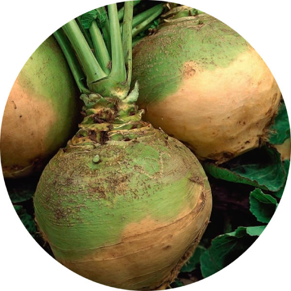 Kålrot - Wilhelmsburger