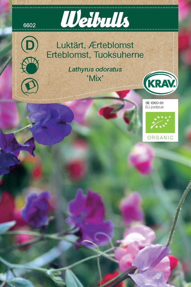 6602, Luktärt mix KRAV    Lathyrus odoratus