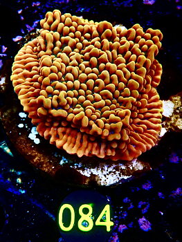 Montipora spp Crazy-T